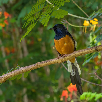 Bird in tree