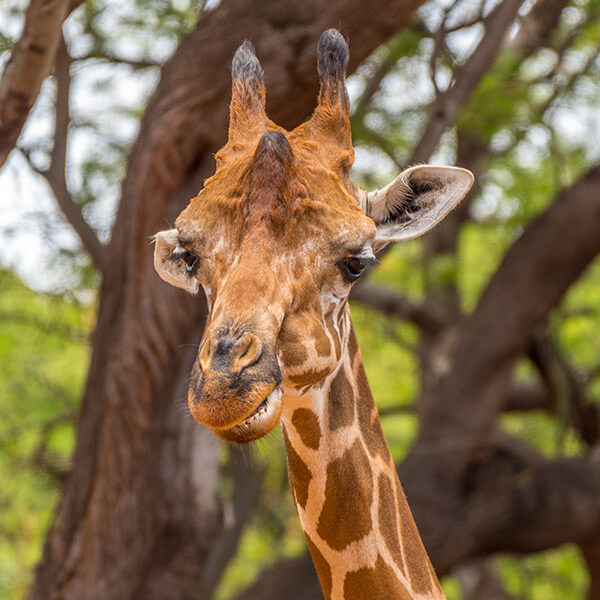Giraffe at Honolulu Zoo Oahu Hawaii